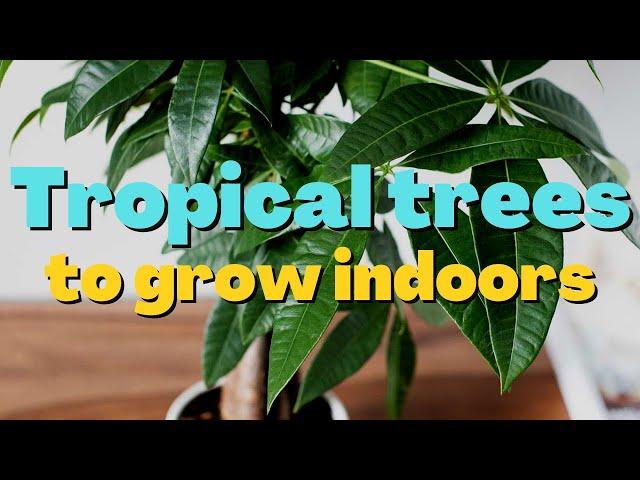 10 Best Indoor Trees To Brighten Your Home | Tropical Trees To Grow Indoors