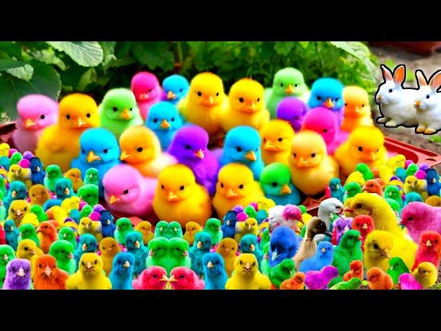 Cute Animals, Rainbow Chicken, Duck, Rabbit, Cow, Fish, Lion, Elephant, Turtle, Dog, Cat, Tiger