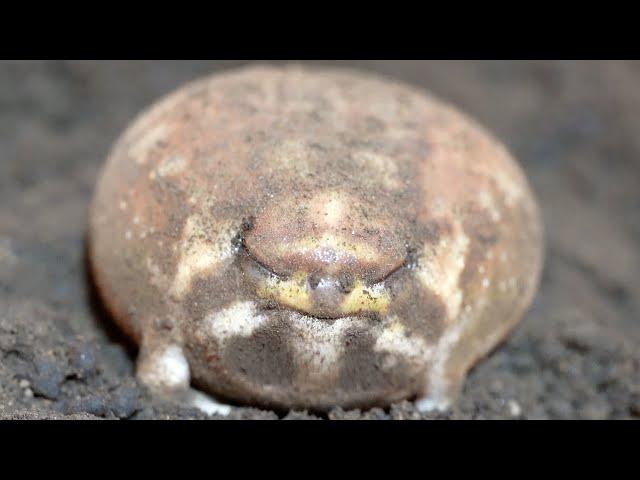 Rain frogs are so cute in close-up shots.