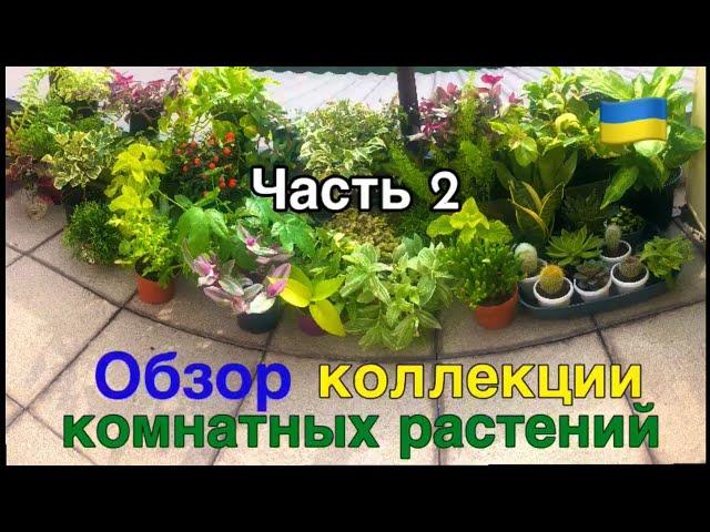 Осенний ОБЗОР комнатных РАСТЕНИЙ. Новая коллекция - 2022. Часть 2