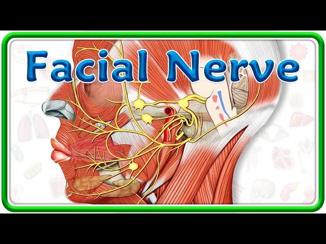 Facial Nerve Anatomy Animation : Nuclei, Course, Branches and Facial nerve Palsy | USMLE Step 1