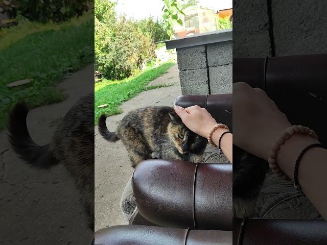 Лучший антистресс: кот, чай и тишина