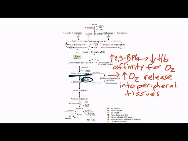 USMLE Step 1 Glycolysis