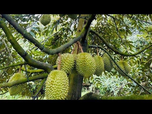 Sambung sisip potong durian cepat berbuah