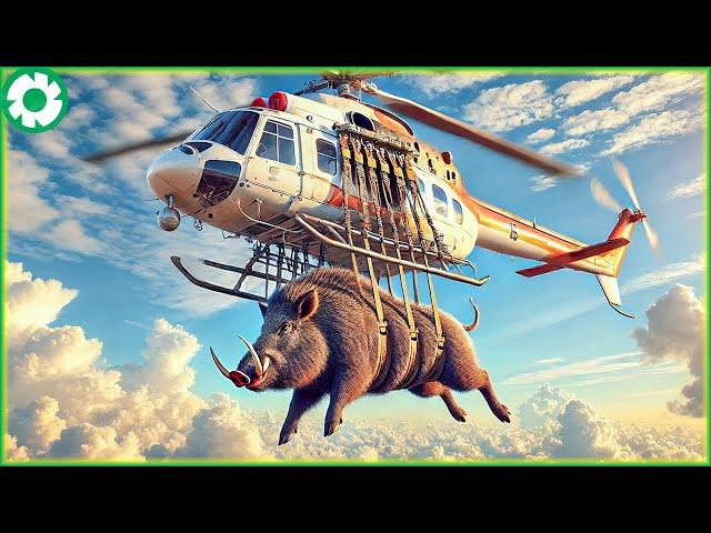 American Farmers use Modern Agriculture Technology to Deal With 9.6M Wild Boar