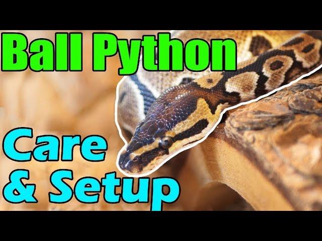 How to Care for Ball Pythons!