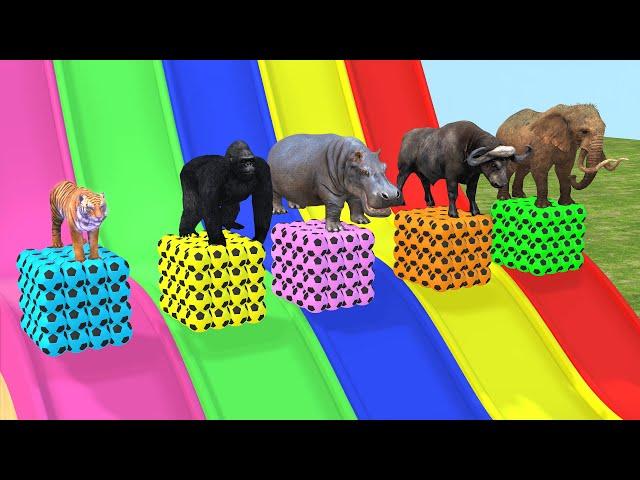 Long Slide Game With Elephant Gorilla Buffalo Hippopotamus Tiger - 3d Animal Game - Funny 3d Animals