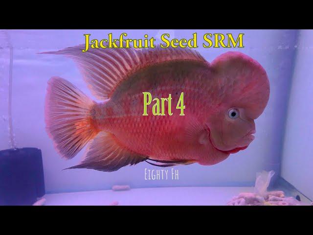 A Journey Of My Super Red Monkey Flowerhorn Part 4- Fading Red - Eighty Flowerhorn