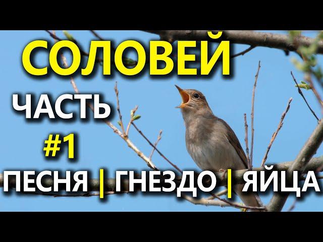 Гнездовая жизнь Соловья. Часть 1. Песня, Гнездо, Яйца