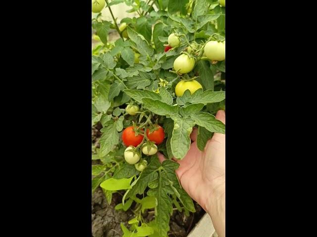 Средина июня под Анапой #жизньуморя #красотадуши #цветы #дача #лето