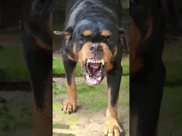 Bow Bow Angry Dog Barking Videos | Rottweiler |