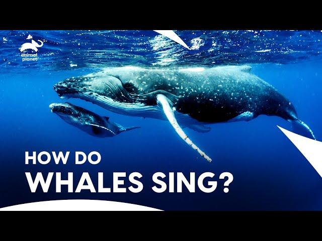 World of Whales | How Whales Sing & Communicate in Ocean| How Do Animals Do That? | Animal Planet