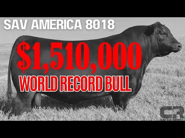  $1.51 MILLION BULL WORLD RECORD BREAKING BLACK ANGUS SOLD AT AUCTION SCHAFF VALLEY ANGUS