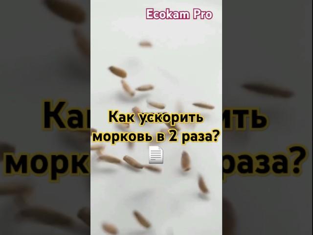 Как ускорить морковь в 2 раза? #морковь #всходы #садовод #EcokamPro