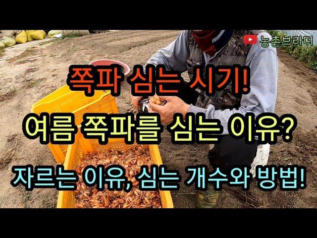 쪽파 심는 시기! 여름 쪽파 씨앗 자르는 방법! 쪽파 심는 방법! 쪽파 심는 개수 중요한 이유! 여름 쪽파를 심는 이유!