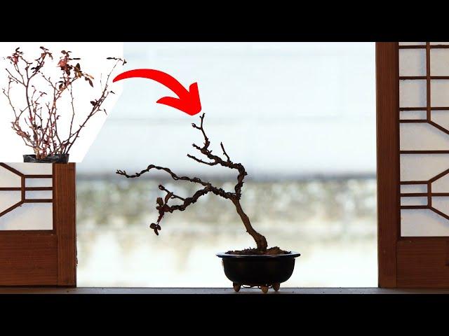 Garden-to-Bonsai: Making Rose Bonsai from Common Garden Material