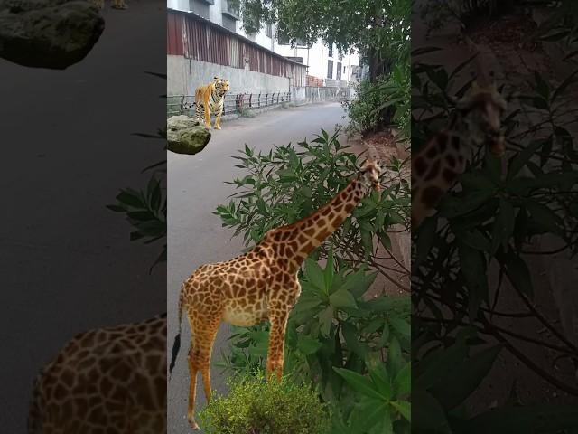 Tiger attack giraffe #shorts #wildanimals#vfx #3danimation #viralvideo