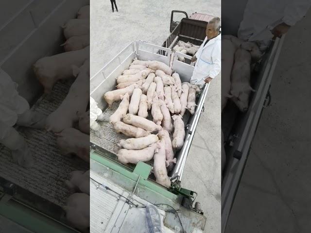 Zero-Trauma Loading : How Piglets Deserve to Travel