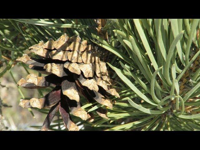 Первые весенние дни в лесу, солнечная погода, The first spring days in the forest, the sunny weather