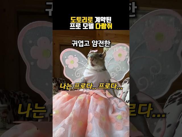 모델 경력직 다람쥐 #동물 #다람쥐