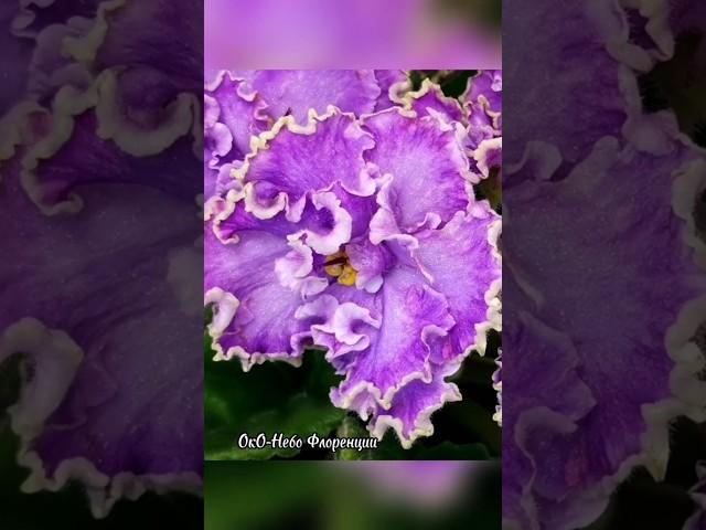 ОкО-Небо Флоренции  #новинкифиалок #цветы #flowers #africanviolets #floriculture #фиалки