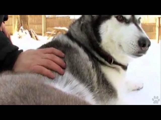 Dogs 101 - Siberian Husky