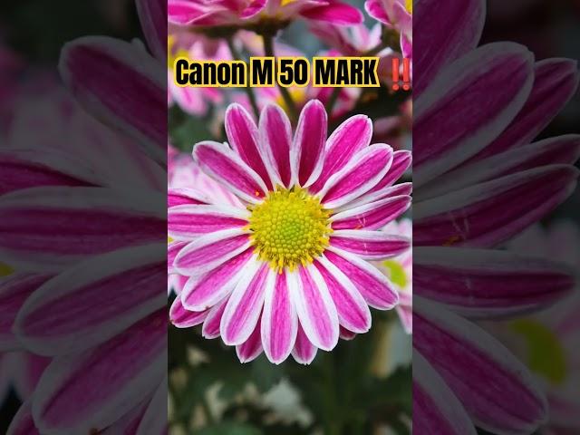 CANON M 50 MARK II #youtubeshorts #canonm50markii #flowers