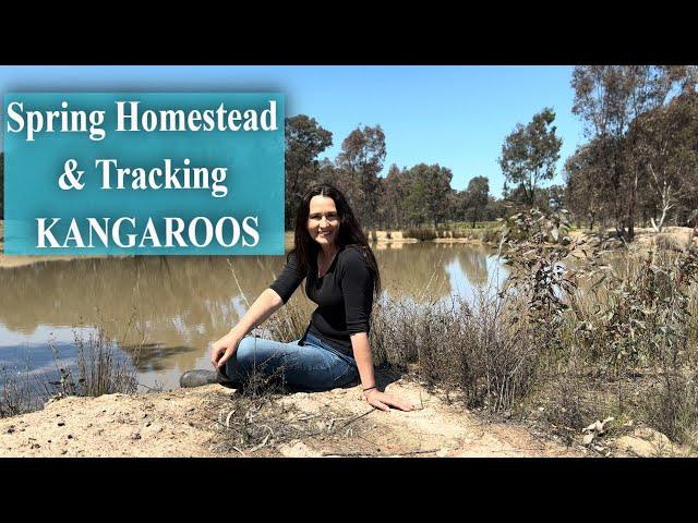 Homesteading In Australia / Tracking Wild Kangaroos in Spring / Seasons Vlog