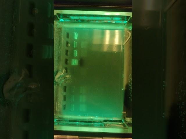 Gel Electrophoresis Timelapse