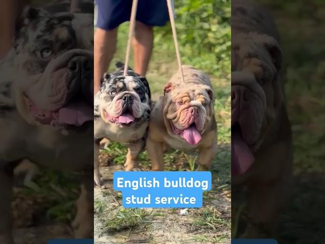 English bulldog stud #bulldog #puppy #newsong (9728644404)