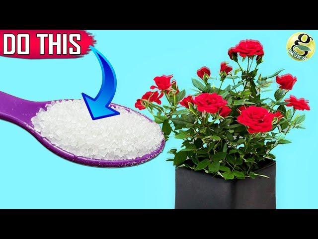 GARDEN SECRETS TO GET 500% MORE FLOWERS | 10 Surefire Ways to Boost Blooms