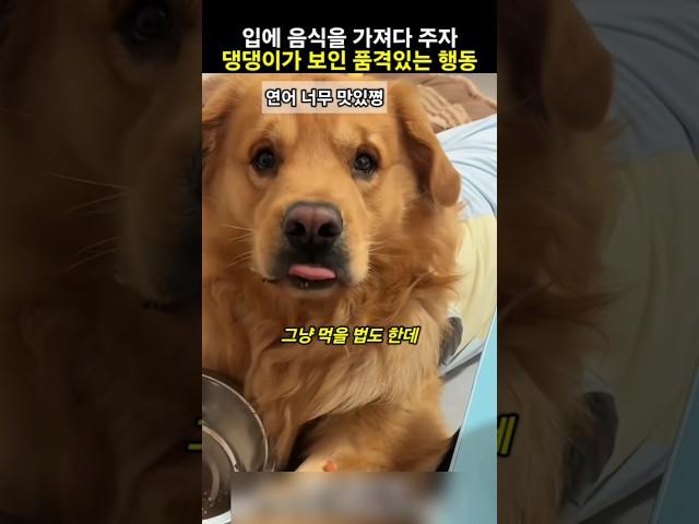 입에 음식을 가져다 주자 댕댕이가 보인 품격있는 행동