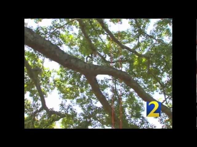 Georgia's Hidden Treasures: Panola Mountain Tree Climbing