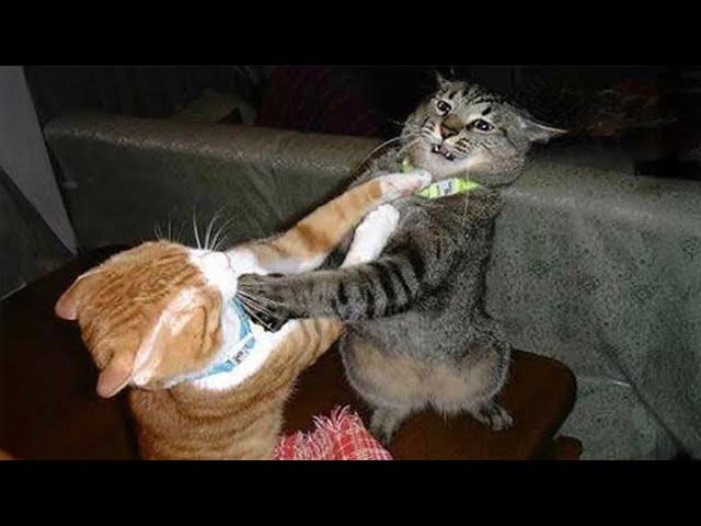 Cats behave naturally  Funny Cats Videos