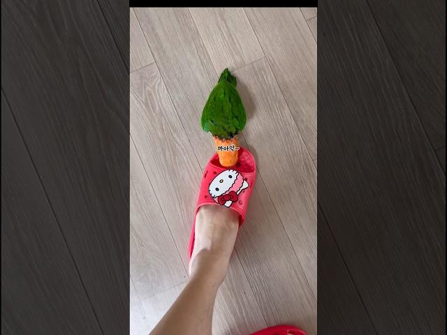 앵집사 폼 슬리퍼를 사면 안 되는 이유!￼
