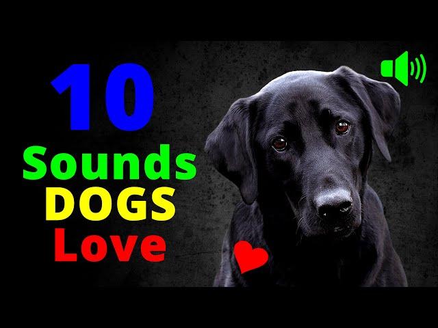 10 Sounds Dogs Love To Hear the Most