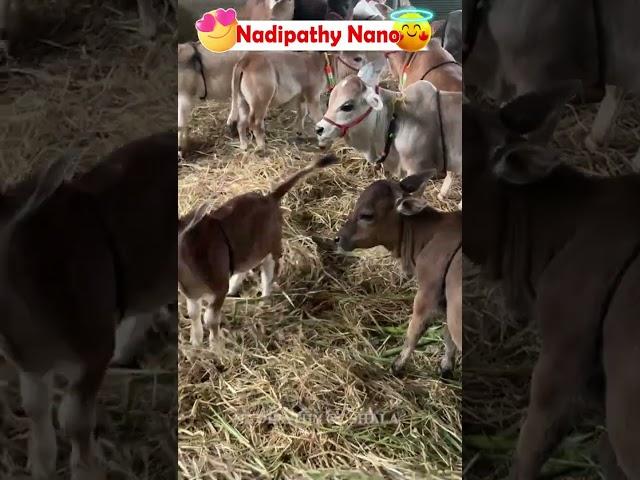 World's Shortest  Cattle - Nadipathy Cattle | Recreated By Dr P Krishnam Raju | Nadipathy Goshala |