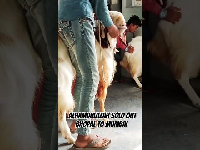 #sahil goat farm Nayab quality Malwa Full fari