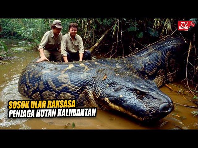 Real!! Giant Snake Captured in the Interior of Kalimantan Forest, Makes the World Excited