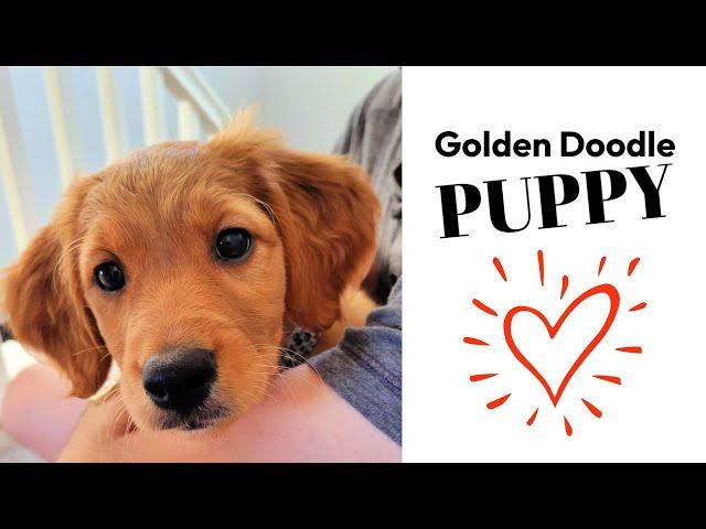 Daisy's 1st Day - Golden Doodle Puppy Finds a Forever Home