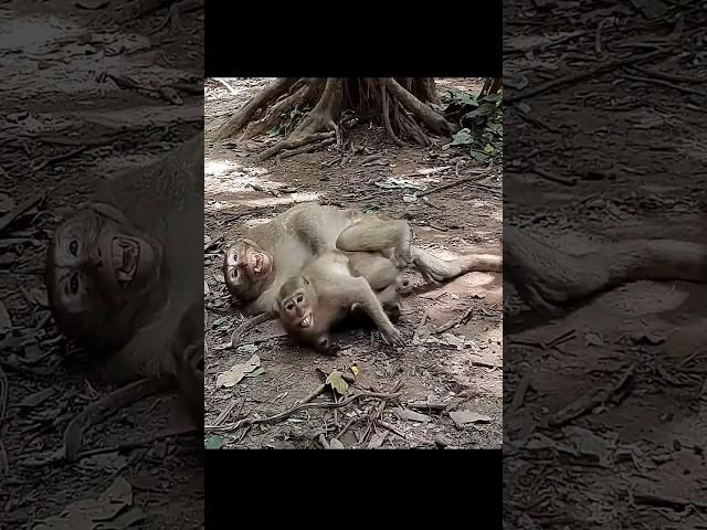 Wildlife monkey Mak and Dakuta so sweet #monkeyliving #shortsvideo