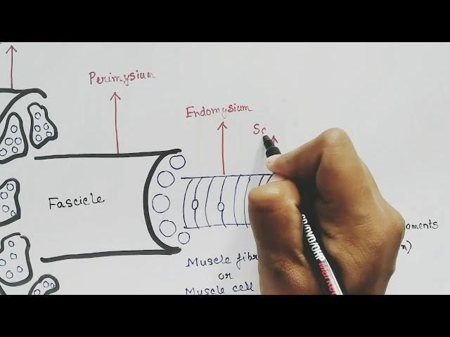 Skeletal muscle myology