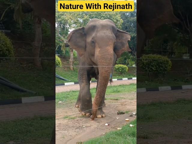 Elephants at Somawathiya Temple|shorts|elephant|trending|wildanimals|viral|naturewithRejinath