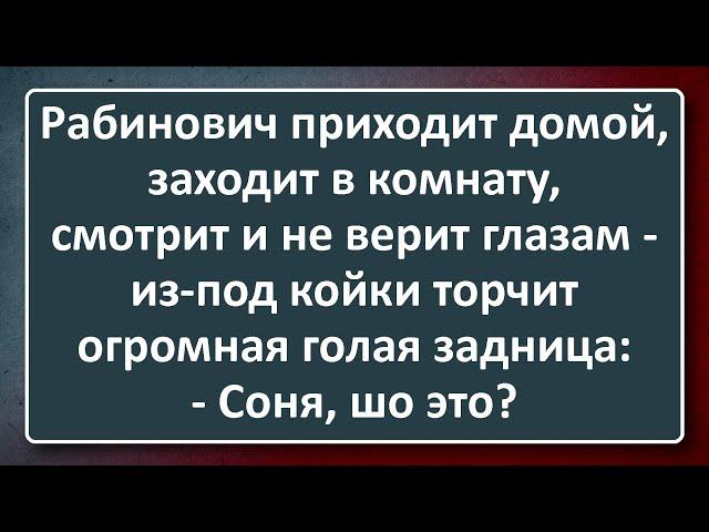 Огромная Задница из-под Кровати! Сборник Анекдотов Синего Предела №195