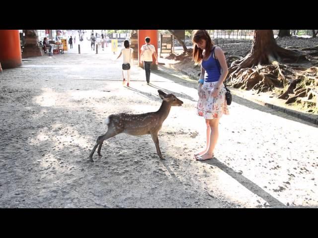 Bowing Deer in Nara - Japan