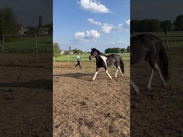 Работаем на корде #лошади #конюшня #животные #horse #animals #весна