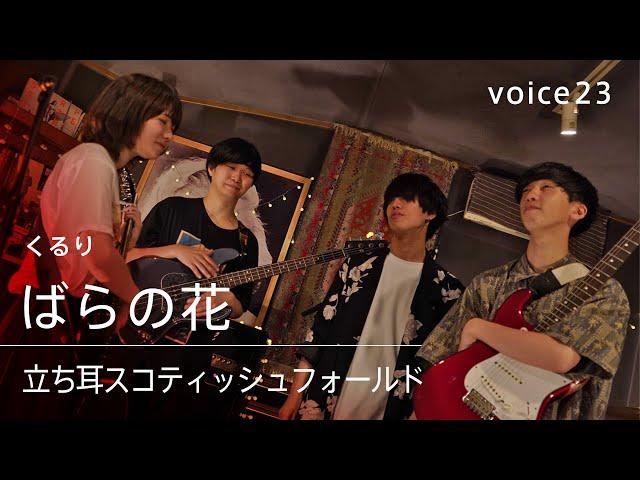 くるり「ばらの花」Covered by 立ち耳スコティッシュフォールド