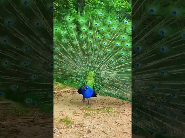 SPIRITUAL PEACOCK  