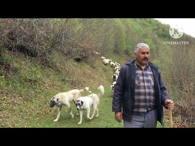 الاستعانه بالكلاب في رعى الغنم فى تركيا/تربية الأغنام