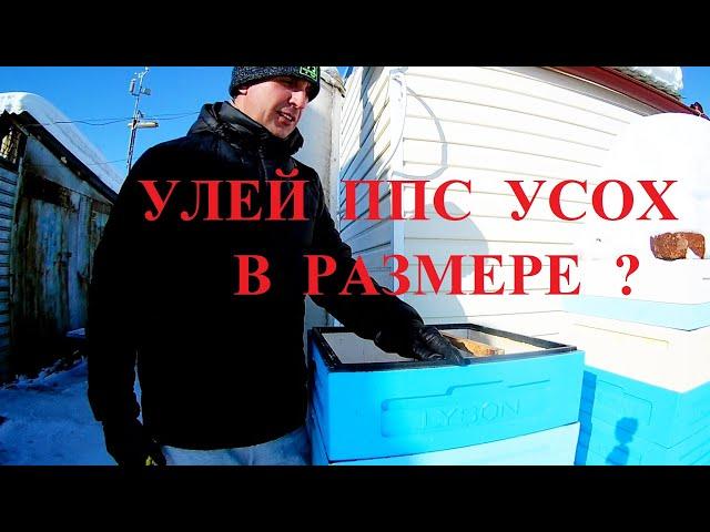 улей ППС Лысонь, корпуса дают усадку?